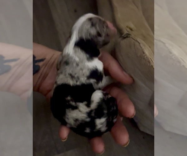 Medium Photo #1 Miniature Australian Shepherd Puppy For Sale in LONGVIEW, WA, USA