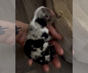 Medium Miniature Australian Shepherd