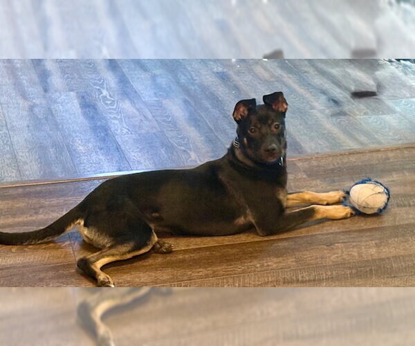 Medium Photo #8 Beagle-Unknown Mix Puppy For Sale in Jefferson, NJ, USA