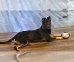 Small #7 Beagle Mix