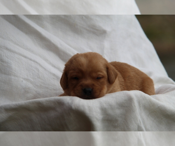 Medium Photo #9 Labrador Retriever Puppy For Sale in HYDE PARK, VT, USA