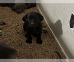 Small Photo #11 Cane Corso Puppy For Sale in RENO, NV, USA