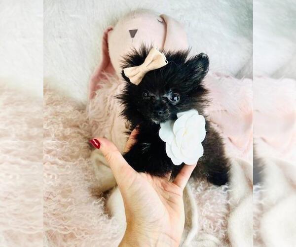 Medium Photo #1 Pomeranian Puppy For Sale in PALM BEACH, FL, USA