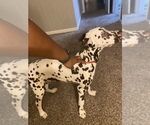 Small Dalmatian