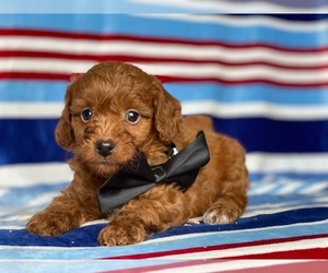 Cavapoo Puppy for sale in LANCASTER, PA, USA