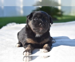 Miniature Australian Shepherd Puppy for sale in PALM COAST, FL, USA