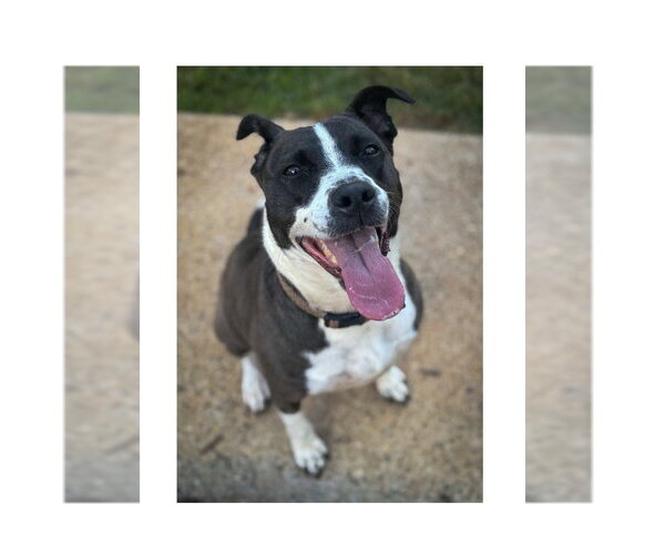 Medium Photo #2 Mutt Puppy For Sale in Mooresville, NC, USA