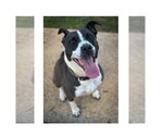 Small #1 Mutt