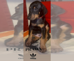 Small #3 Doberman Pinscher