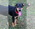 Small #16 Miniature Pinscher Mix