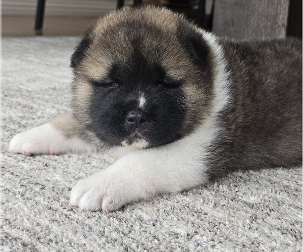 Medium Photo #21 Akita Puppy For Sale in STRAFFORD, MO, USA