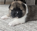 Small Photo #21 Akita Puppy For Sale in STRAFFORD, MO, USA