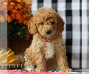 Goldendoodle (Miniature) Puppy for Sale in LITITZ, Pennsylvania USA