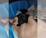 Small Photo #44 French Bulldog Puppy For Sale in FONTANA, CA, USA