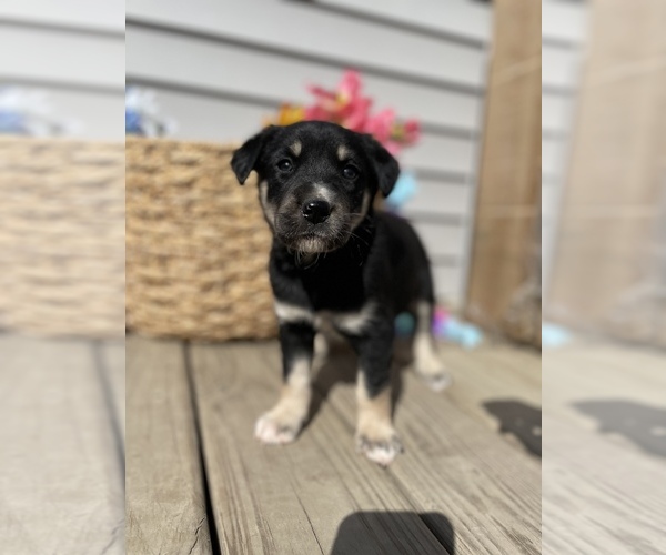 Medium Photo #8 Labrador Retriever Puppy For Sale in CHESTERFIELD, MI, USA