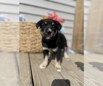 Small Photo #8 Labrador Retriever Puppy For Sale in CHESTERFIELD, MI, USA