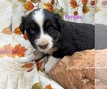 Small Photo #34 Australian Shepherd Puppy For Sale in COTOPAXI, CO, USA