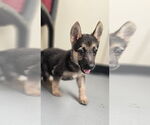 Small Photo #2 German Shepherd Dog-Unknown Mix Puppy For Sale in McKinney, TX, USA