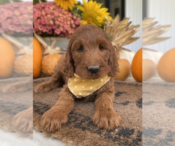 Medium Photo #8 Irish Doodle Puppy For Sale in WOOSTER, OH, USA
