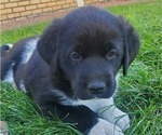Puppy Puppy 5 Labrador Retriever-Mutt Mix