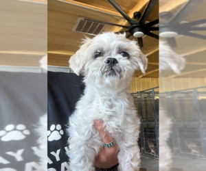 Shih Tzu-Unknown Mix Dogs for adoption in Cranston, RI, USA