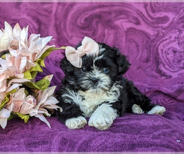 Medium Photo #6 Shih Tzu Puppy For Sale in KIRKWOOD, PA, USA