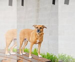 Small #28 Labrador Retriever Mix