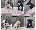 Small Photo #1 French Bulldog Puppy For Sale in DAYTON, TX, USA
