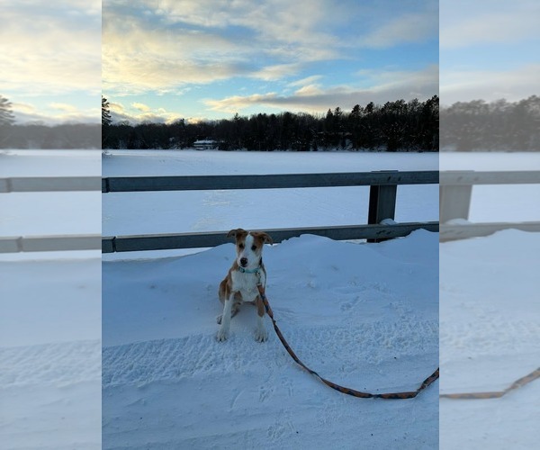Medium Photo #3 Australian Shepherd-Unknown Mix Puppy For Sale in Germantown, OH, USA