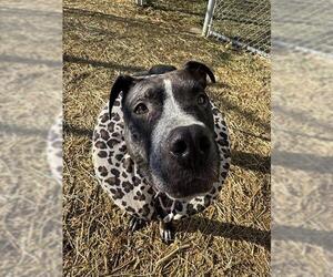 Mutt Dogs for adoption in Louisville, KY, USA