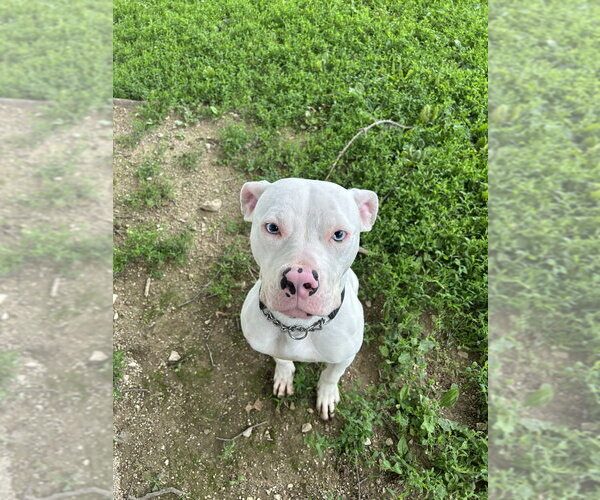 Medium Photo #4 Mutt Puppy For Sale in Linton, IN, USA