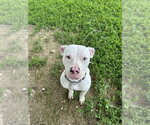 Small #3 Mutt