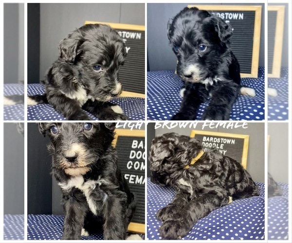 Medium Photo #9 Sheepadoodle Puppy For Sale in BARDSTOWN, KY, USA