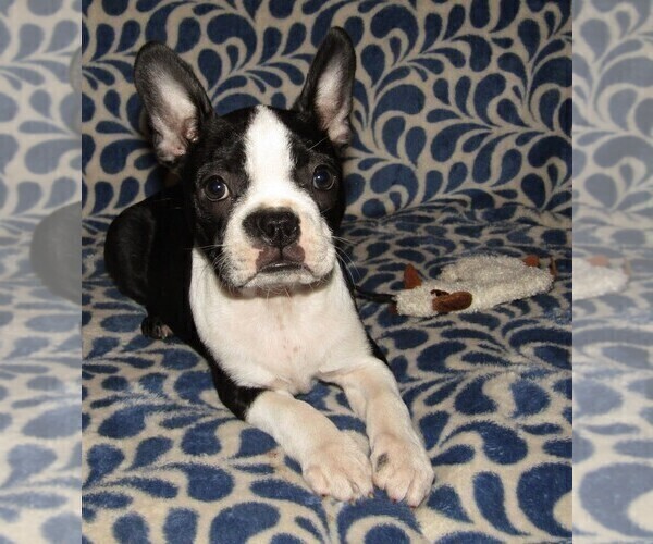 Medium Photo #3 Boston Terrier Puppy For Sale in SPENCERVILLE, IN, USA
