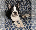 Small Photo #3 Boston Terrier Puppy For Sale in SPENCERVILLE, IN, USA