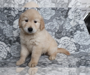 Golden Retriever Puppy for sale in SHILOH, OH, USA