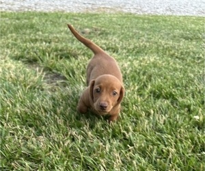 Dachshund Puppy for sale in CONCORDIA, MO, USA