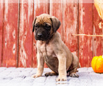 Puppy Brooke Mastiff