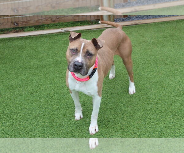 Medium Photo #2 Mutt Puppy For Sale in Chestertown, MD, USA