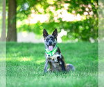 Small #2 Catahoula Leopard Dog Mix