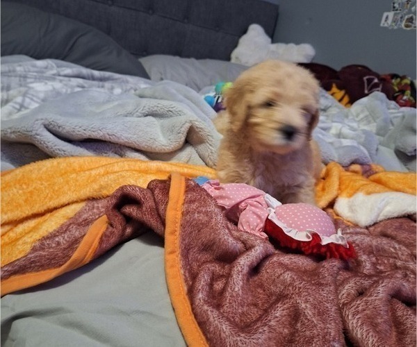 Medium Photo #6 Goldendoodle Puppy For Sale in LOUISA, VA, USA