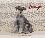 Small Photo #1 Schnauzer (Miniature) Puppy For Sale in DENVER, PA, USA