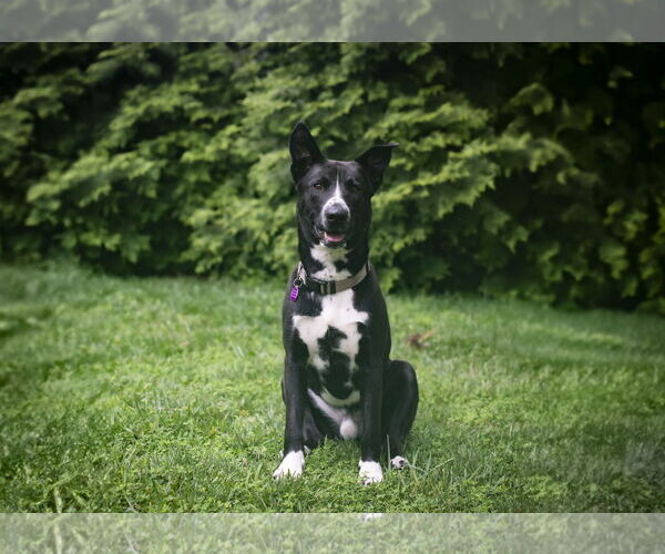 Medium Photo #7 Mutt Puppy For Sale in Arlington, VA, USA