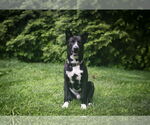 Small #6 Mutt