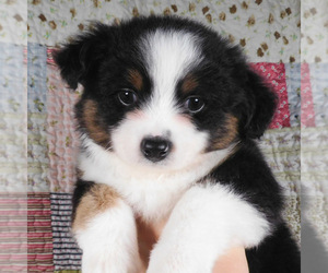 Miniature Australian Shepherd Puppy for sale in HARRISON, OH, USA