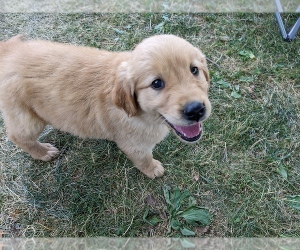 Medium Photo #5 Golden Retriever Puppy For Sale in WOOSTER, OH, USA