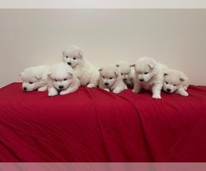 Samoyed Puppy for Sale in MIAMI BEACH, Florida USA