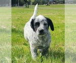 Puppy Karen Australian Cattle Dog-Labrador Retriever Mix