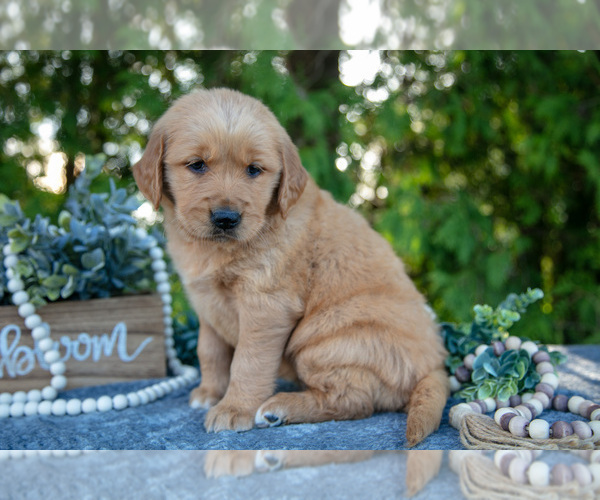 Medium Photo #6 Golden Retriever Puppy For Sale in NAPPANEE, IN, USA