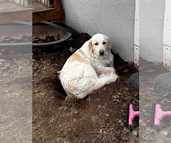 Medium Photo #2 Great Pyrenees Puppy For Sale in Bountiful, UT, USA